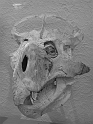 Kids-NYC_AMNH_3-2014 (79)
